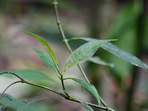 Palicourea caerulea (Ruiz & Pav.) Schult. resmi