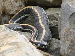 Image of Blackneck Garter Snake