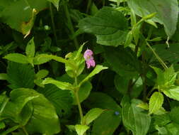 Impatiens chungtienensis Y. L. Chen resmi