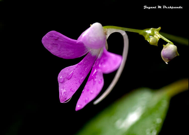 Impatiens acaulis Arn. resmi