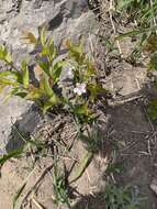 Imagem de Prunus humilis Bunge