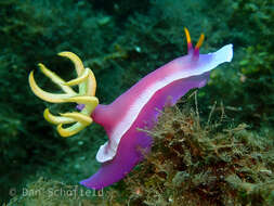 Plancia ëd Hypselodoris apolegma (Yonow 2001)