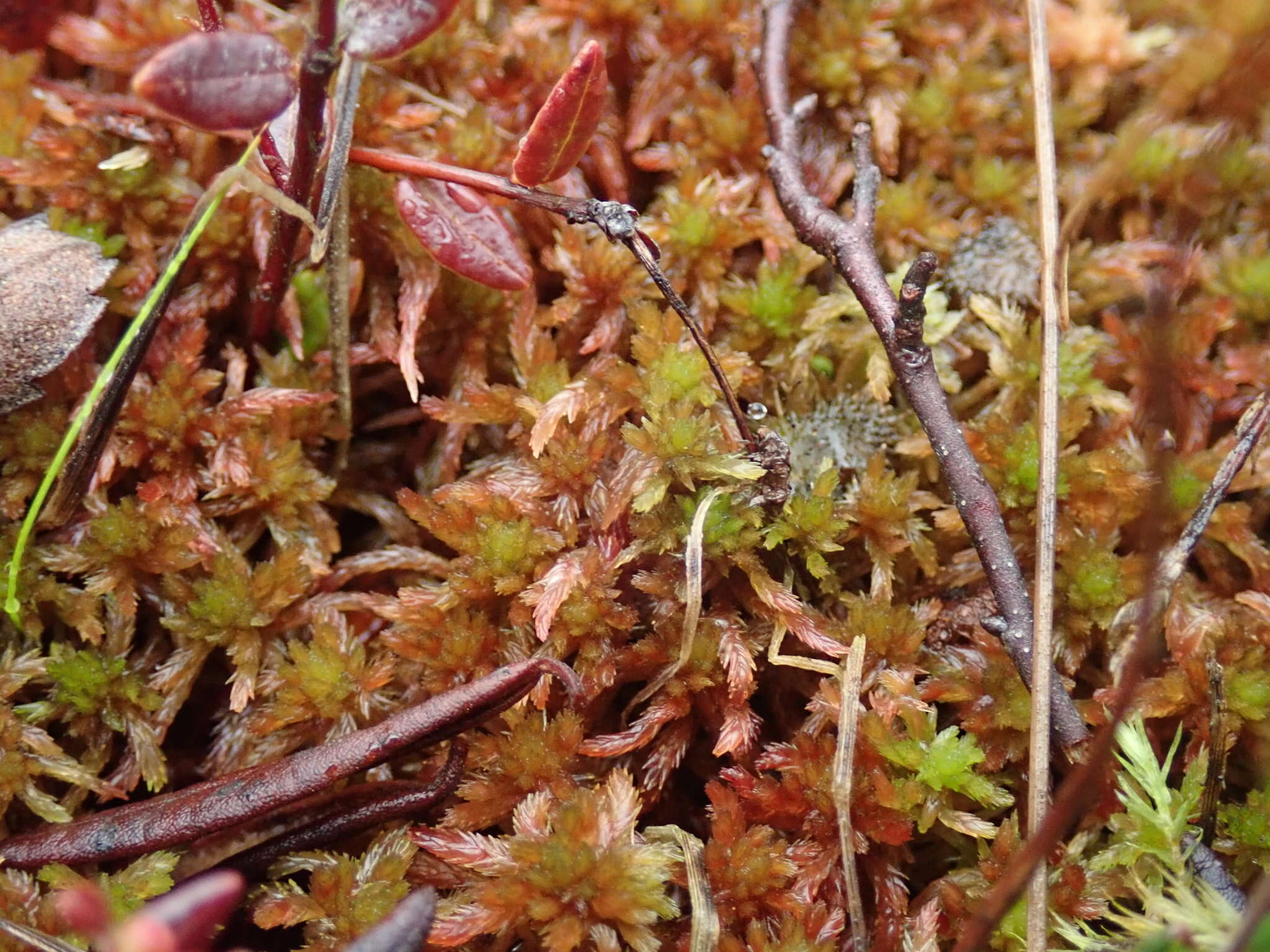 Imagem de Sphagnum subnitens Russow & Warnstorf 1888