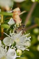 Corynura cristata (Smith 1853) resmi