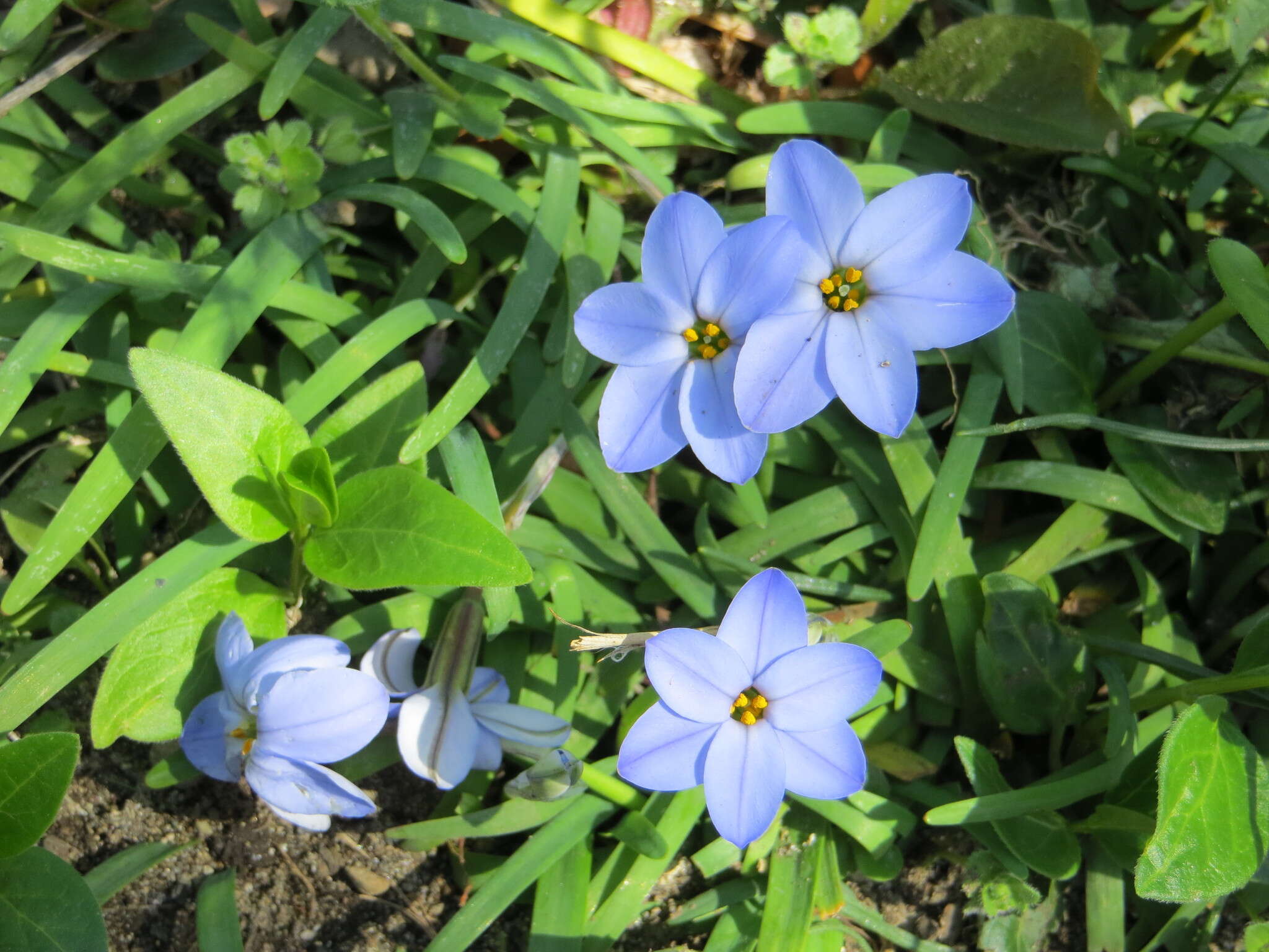 Image of Ipheion