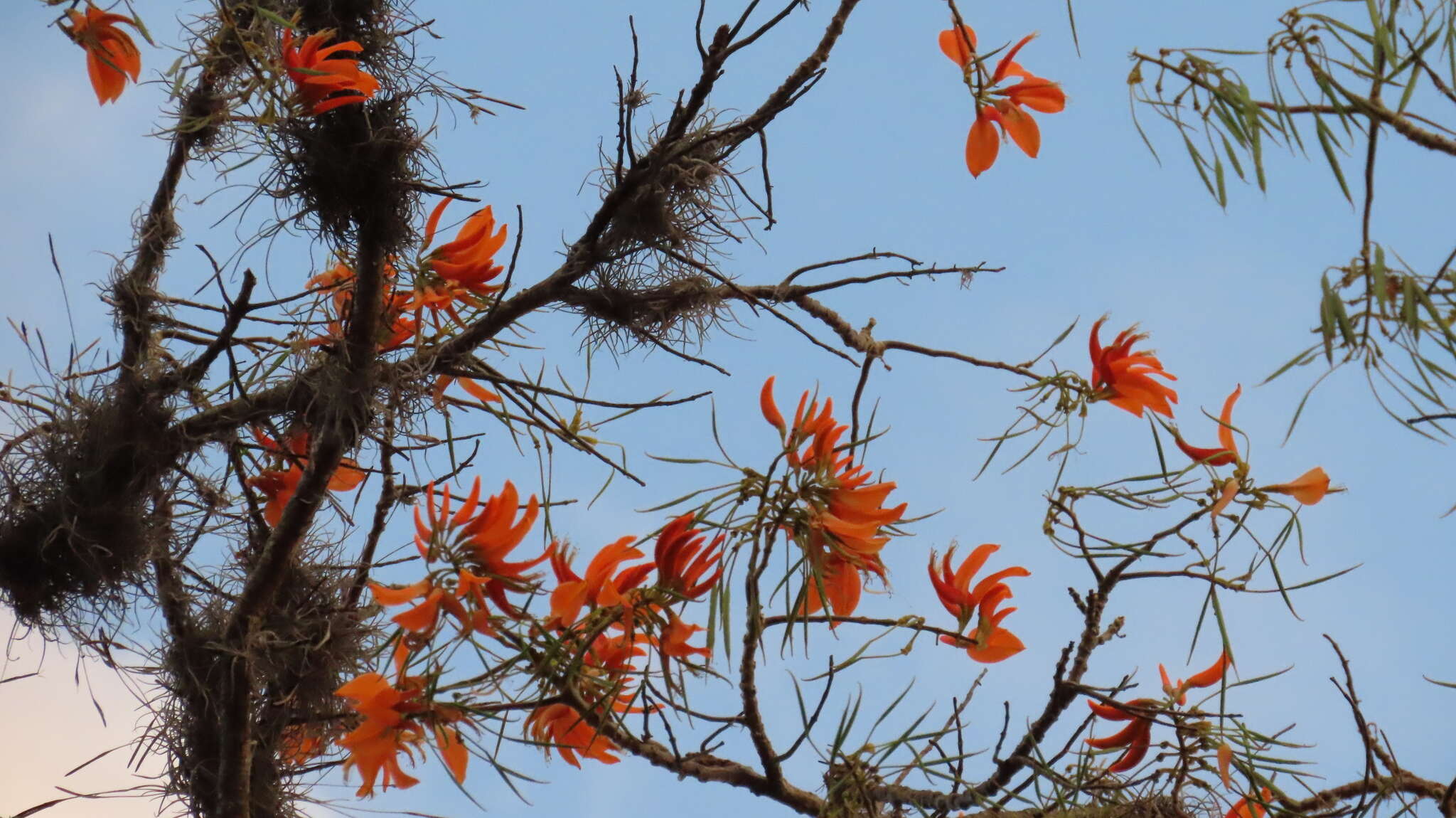 Imagem de Erythrina poeppigiana (Walp.) O. F. Cook