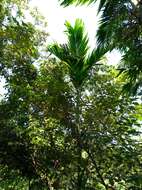 Image of betel palm