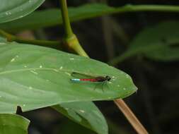 Image of Chlorocypha curta (Hagen ex Selys 1853)