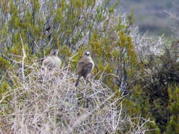 Image of White-throated Cacholote