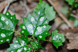 Image of Laportea grossa (E. Mey. ex Wedd.) Chew