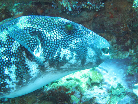 Image of Blue-spotted Puffer