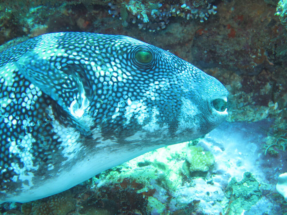 Arothron caeruleopunctatus Matsuura 1994 resmi