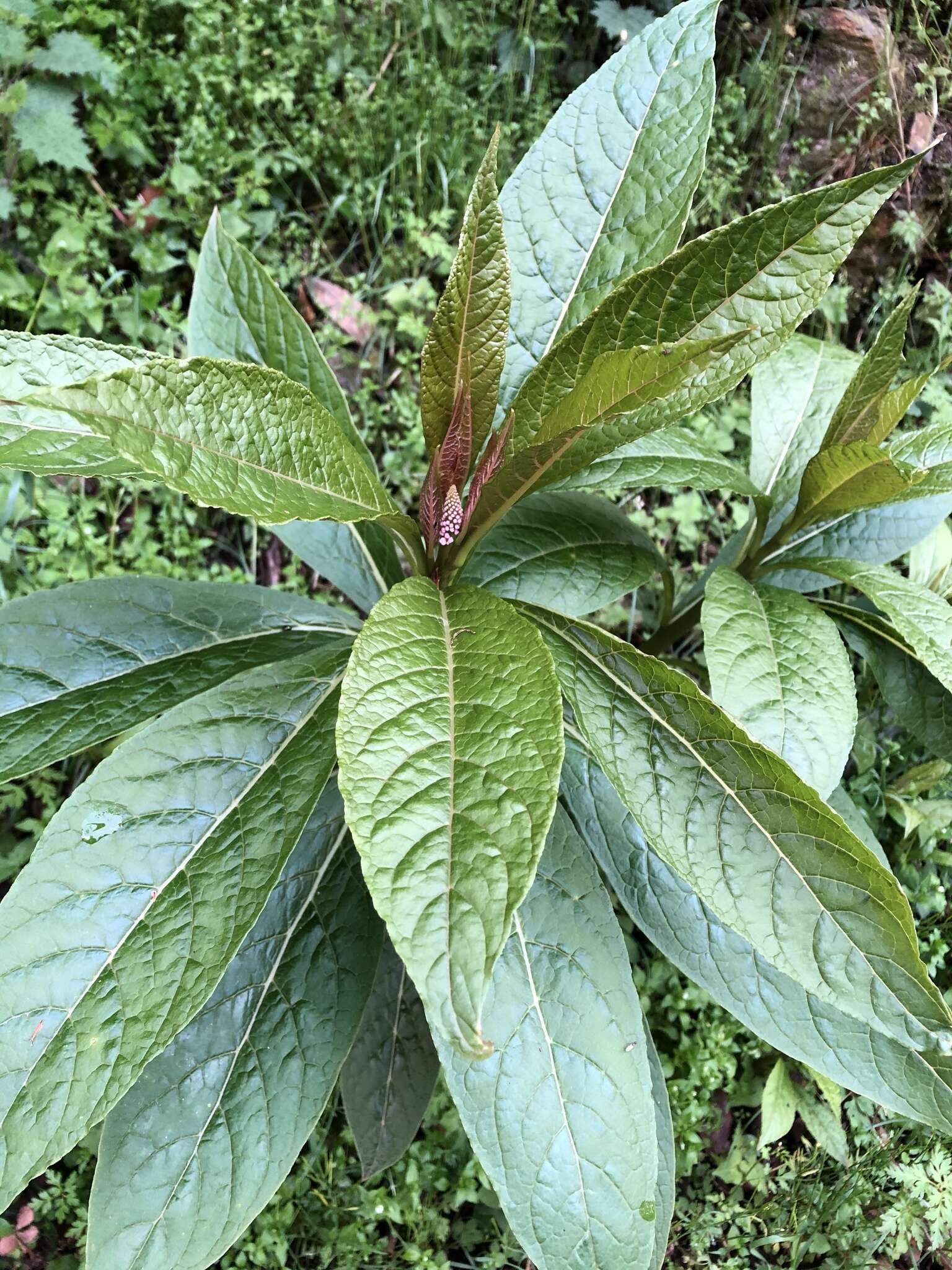 Image of Phytolacca japonica Makino