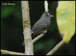 Image of Dark Pewee