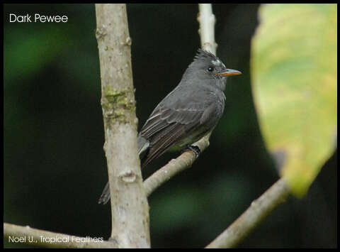 Image of Dark Pewee