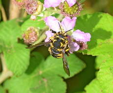 Image de Anthidium florentinum (Fabricius 1775)