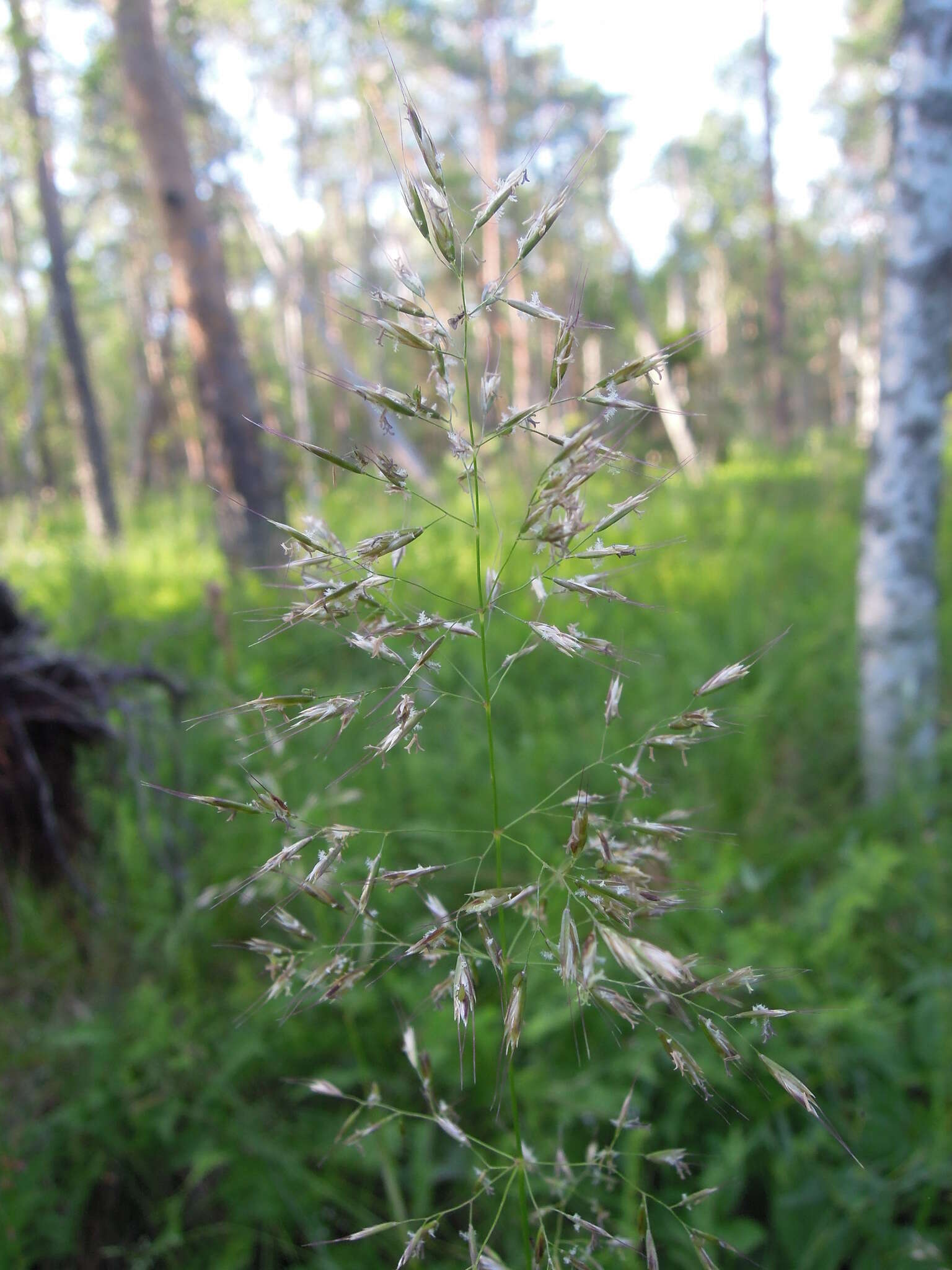 Plancia ëd Trisetum sibiricum Rupr.