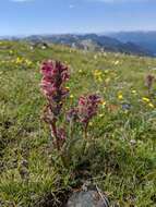 Imagem de Pedicularis cystopteridifolia Rydb.