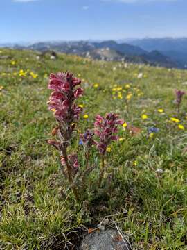 Imagem de Pedicularis cystopteridifolia Rydb.