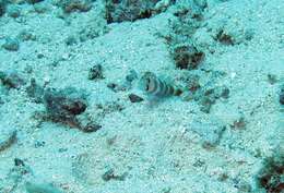 Image of Beautiful prawn-goby