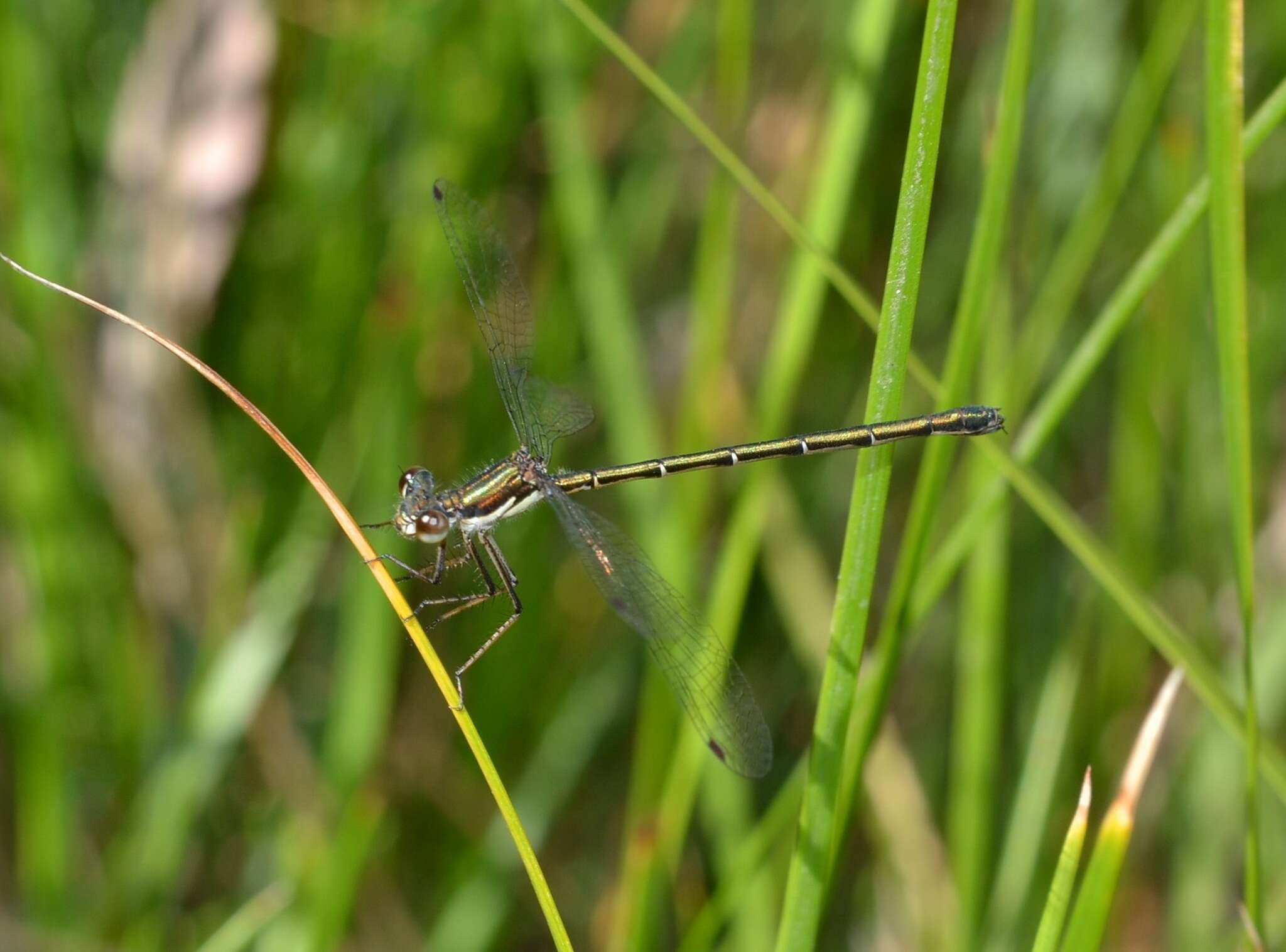 Image de Archiargiolestes pusillus (Tillyard 1908)