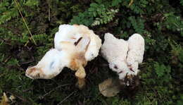 Image de Abortiporus