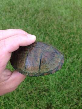 Image of Keeled Musk Turtle