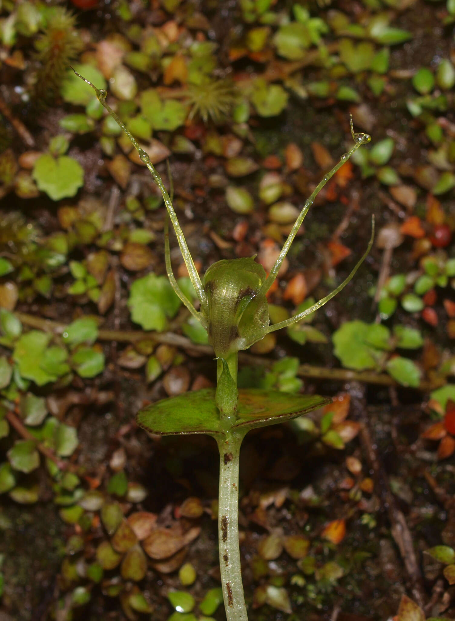 Image of Corybas papa Molloy & Irwin