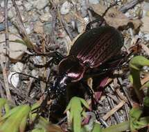 Image of Carabus (Macrothorax) morbillosus Fabricius 1792