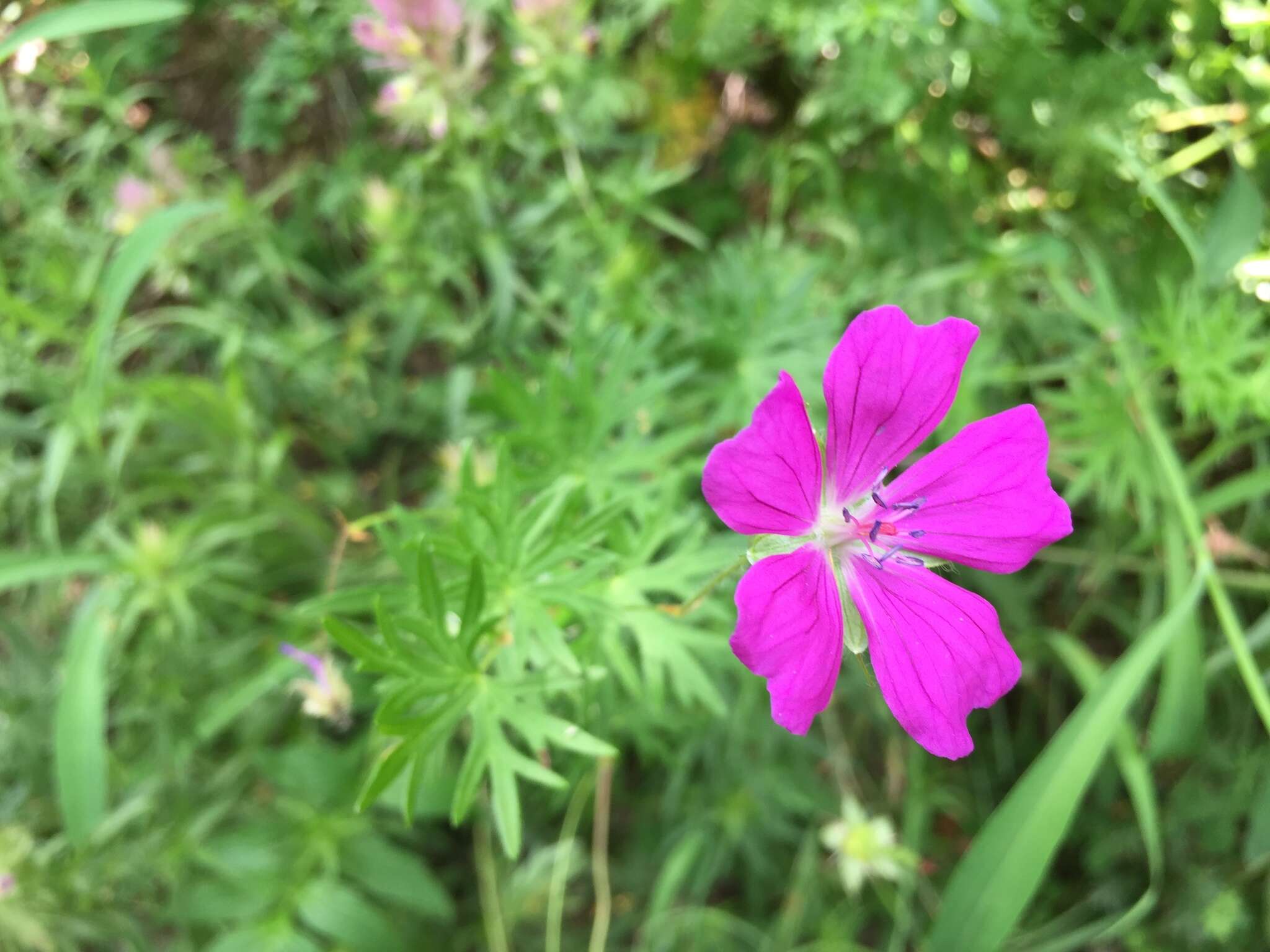 Image of bloody geranium