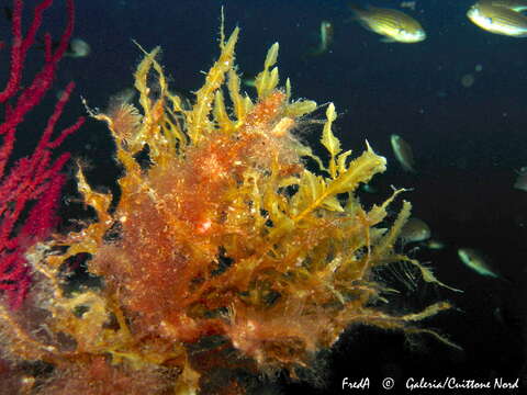 Imagem de Sargassum vulgare