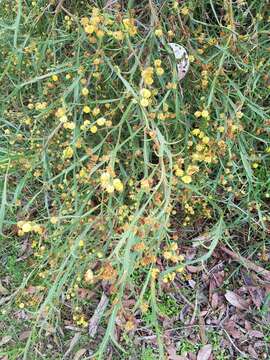 Image of Acacia trigonophylla Meisn.