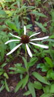 Image of sanguine purple coneflower