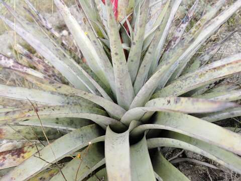 Image of Tillandsia secunda Kunth