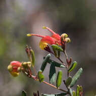 صورة Grevillea alpina Lindl.