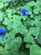 Image of blue-oxalis