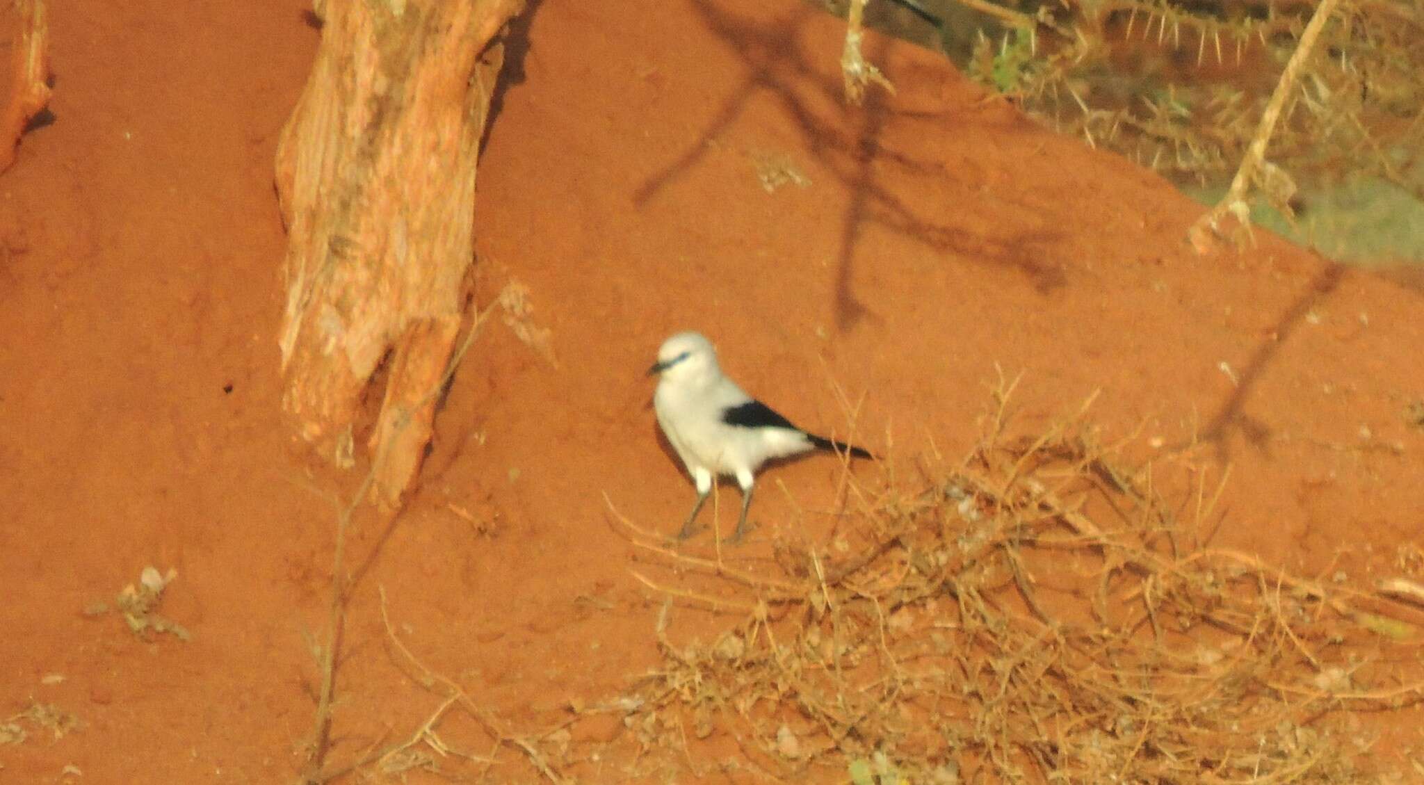 Imagem de Zavattariornis Moltoni 1938