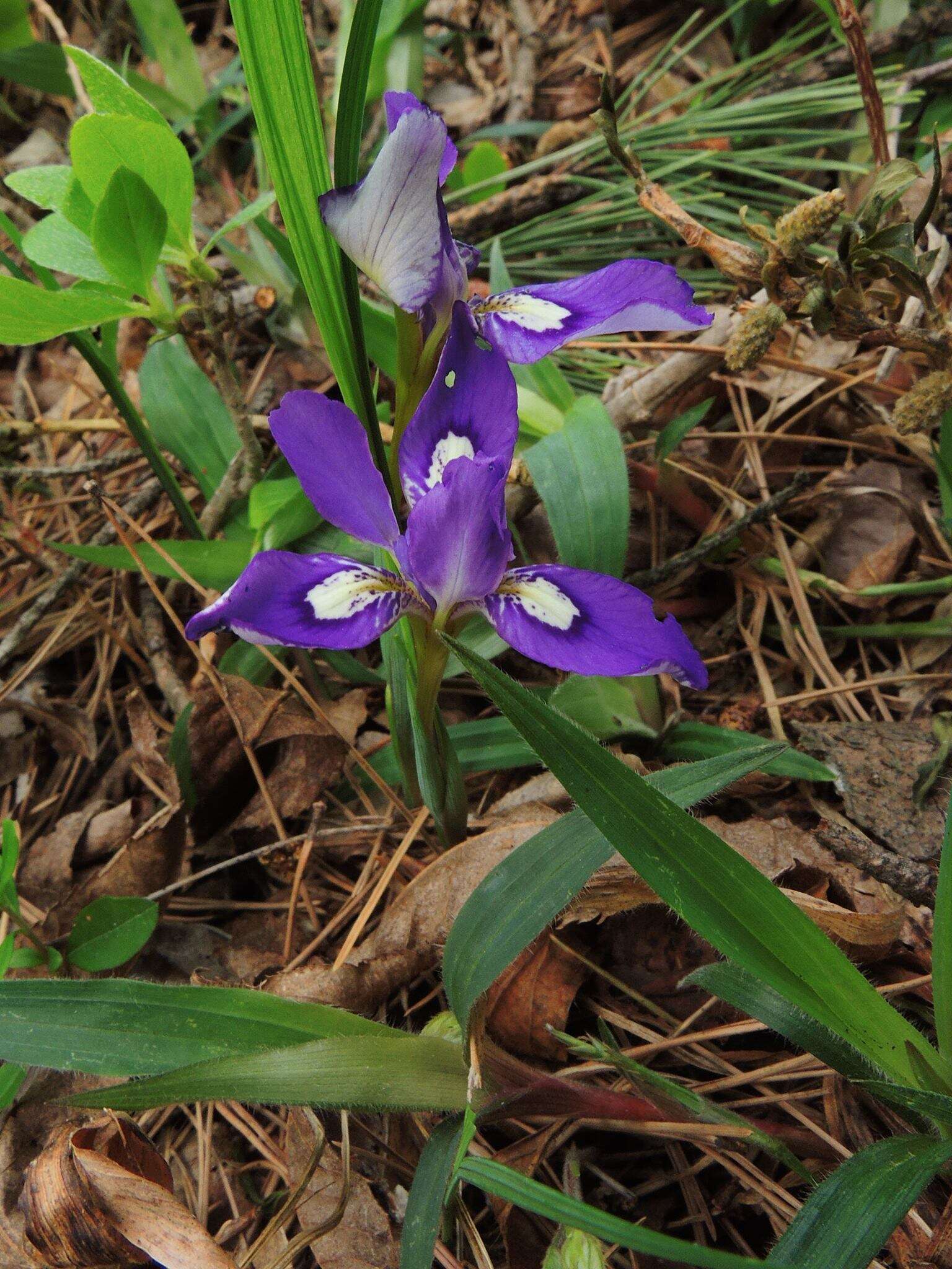 Image of long-tail iris