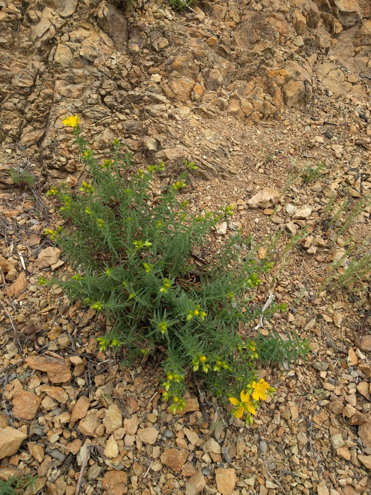 Plancia ëd Hypericum concinnum Benth.