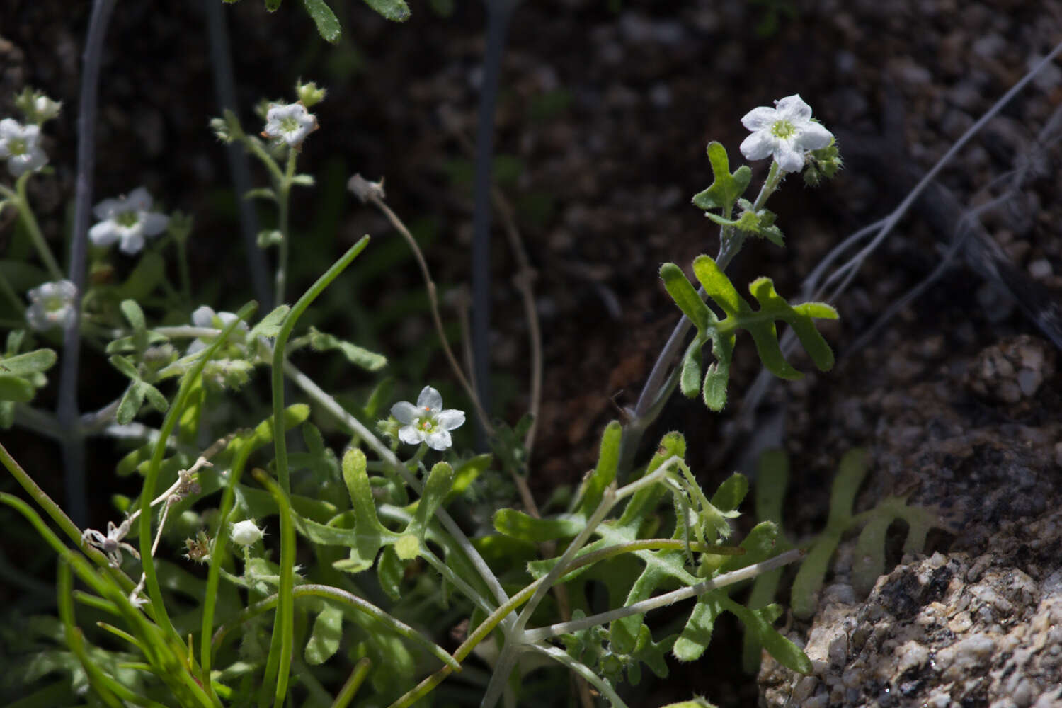 Image of white fiestaflower