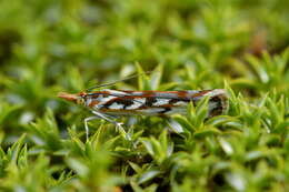 Image of Orocrambus xanthogrammus Meyrick 1882