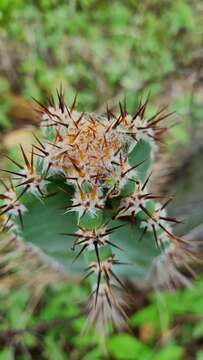 Image of Cereus jamacaru subsp. jamacaru