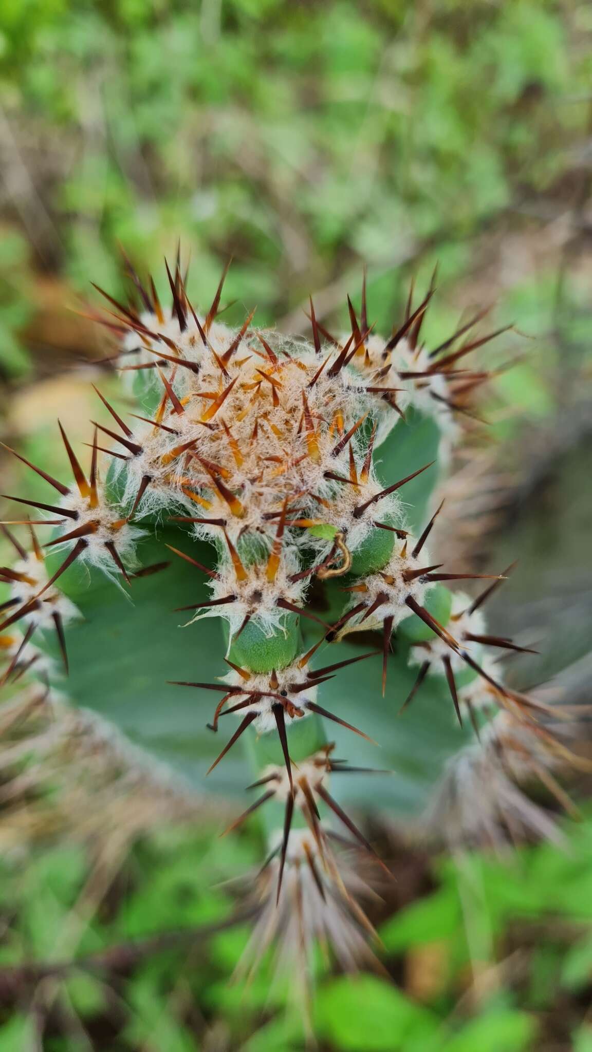 Image de Cereus jamacaru subsp. jamacaru