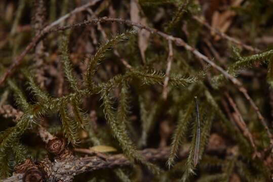 Imagem de Rhytidiadelphus loreus Warnstorf 1906