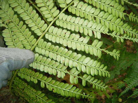 Plancia ëd Marattia weinmanniifolia Liebm.