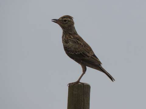 Image of Large-billed Lark