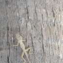 Image of Anolis distichus tostus Schwartz 1968