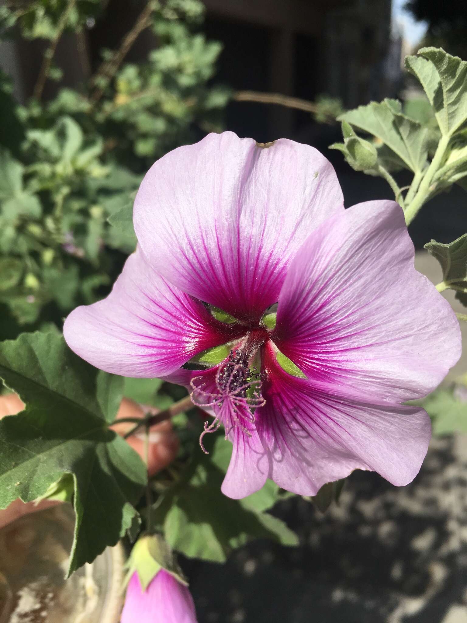 Image of Malva subovata (DC.) Molero & J. M. Monts.