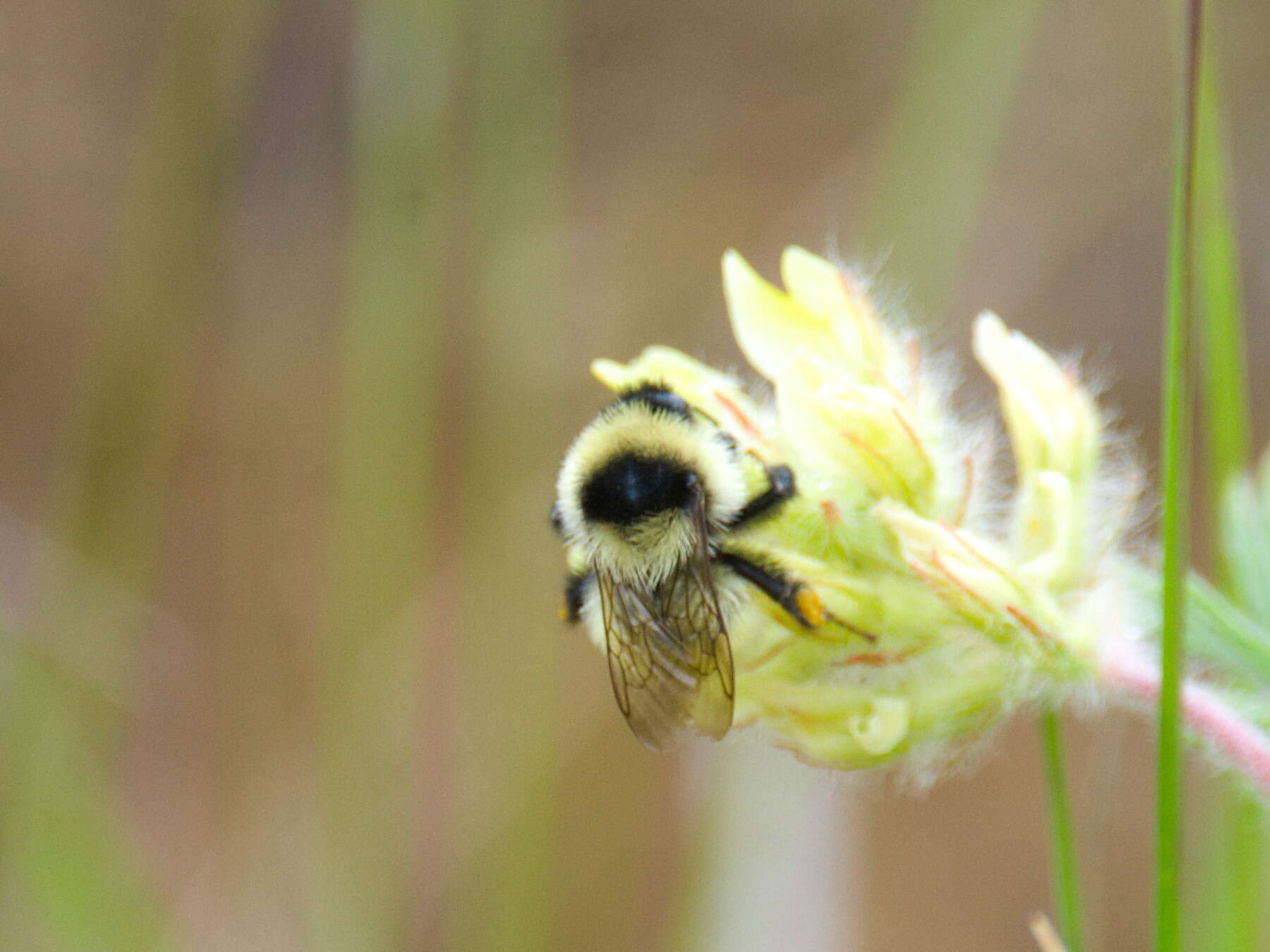 Image of Armenian Bumble Bee