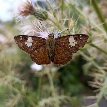 Plancia ëd <i>Pseudocoladenia dan</i>